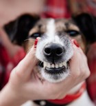 מחלות שיניים וחניכיים אצל כלבים - תמונת אווירה